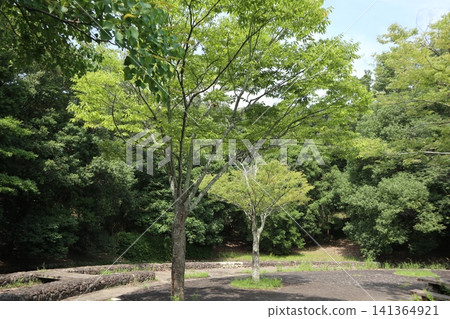 神戶西區西神中央公園:雜草的天堂 神戶西區西神中央公園:雜草的天堂 141364921