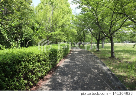 神戶西區西神中央公園：雜草的天堂 141364923