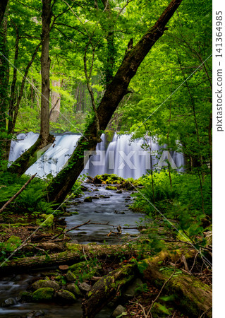 Choshi Great Waterfall (Oirase Stream), Aomori Prefecture, surrounded by fresh greenery, Towada City Choshi Great Waterfall (Oirase Stream), Aomori Prefecture, surrounded by fresh greenery, Towada City 141364985