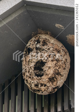 Old hornet's nest Old hornet's nest 141365012