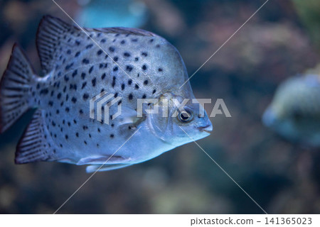 Scatophagus argus is a species of tropical freshwater and brackish water fish. Scatophagus argus is a species of tropical freshwater and brackish water fish. 141365023