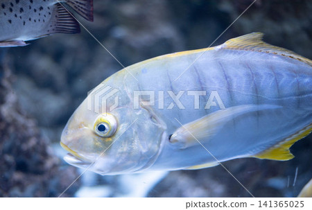 Golden trevally - Gnathanodon speciosus. Trevally close-up. Trevally fish in an aquarium. Golden trevally - Gnathanodon speciosus. Trevally close-up. Trevally fish in an aquarium. 141365025