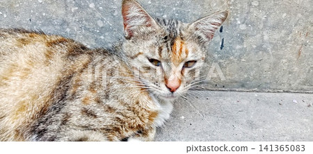 Domestic cat lying on a cement floor Domestic cat lying on a cement floor 141365083
