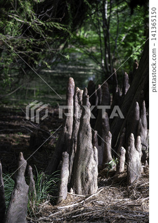 Rakushou (falling pine) Rakushou (falling pine) 141365150
