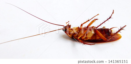 cockroach on white background cockroach on white background 141365151