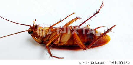 Macro photo of the underside of a dead cockroach on a white surface. Macro photo of the underside of a dead cockroach on a white surface. 141365172