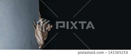 A rear view of a tree frog clinging to a wall at night. A rear view of a tree frog clinging to a wall at night. 141365258