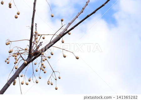 冬日的藍天和莓果 冬日的藍天和莓果 141365282