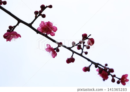 梅花告訴春天 梅花告訴春天 141365283