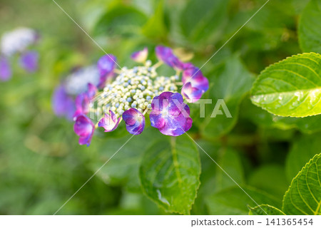 可愛的紫色蕾絲繡球花 可愛的紫色蕾絲繡球花 141365454