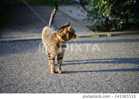 Petrified pet cat walking Petrified pet cat walking 141365518