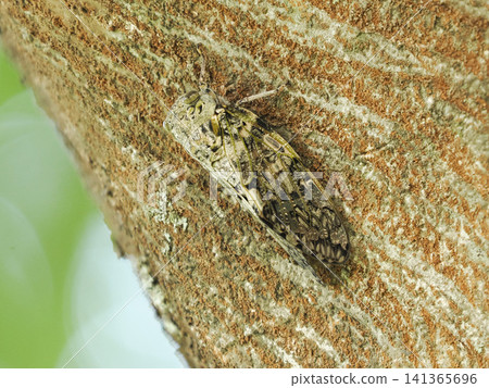 A cicada perched on a camphor tree A cicada perched on a camphor tree 141365696