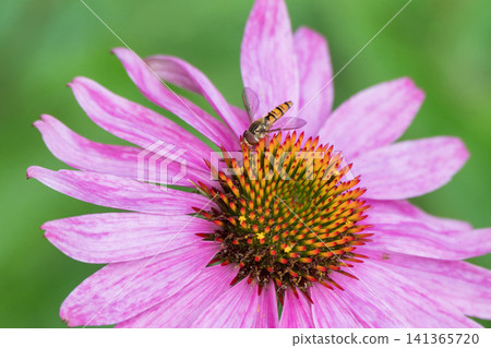 A vivid close-up of a pink coneflower (Echinacea) in full bloom 141365720