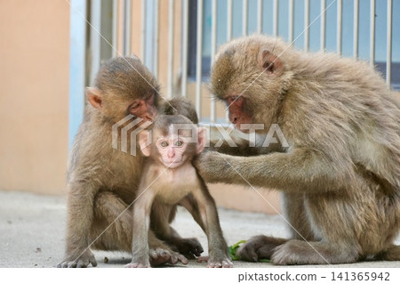 A family of Japanese macaques playing in front of a rest hut (Hakatsuzaki) A family of Japanese macaques playing in front of a rest hut (Hakatsuzaki) 141365942