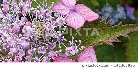 一隻蜜蜂正在繡球花上採集花蜜。 一隻蜜蜂正在繡球花上採集花蜜。 141365980