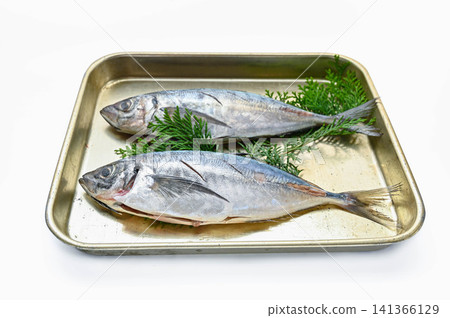 Preparing fresh horse mackerel by making incisions. Preparing fresh horse mackerel by making incisions. 141366129