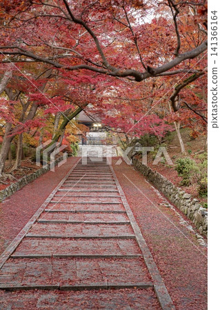 京都毘沙門堂的秋景,層林盡染,美不勝收。 京都毘沙門堂的秋景,層林盡染,美不勝收。 141366164