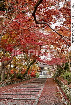 京都毘沙門堂的秋景，層林盡染，美不勝收。 141366166