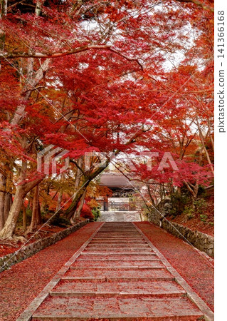 京都毘沙門堂的秋景,層林盡染,美不勝收。 京都毘沙門堂的秋景,層林盡染,美不勝收。 141366168