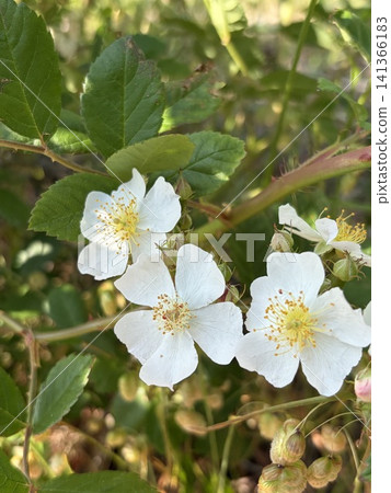 白色的花 141366183
