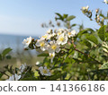 海花 141366186