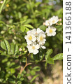  白花 141366188
