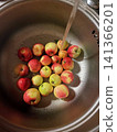 Fresh apples being washed in a sink. Everyday kitchen scene with fresh harvest. Natural homegrown food. Mobile vertical photography 141366201