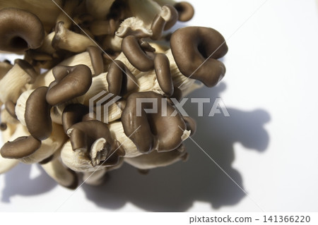 It is an oyster mushroom placed on a white background. It is an oyster mushroom placed on a white background. 141366220