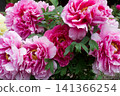 Large flower peony 141366254