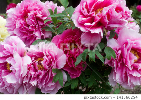 Large flower peony Large flower peony 141366254