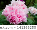 Large flower peony 141366255