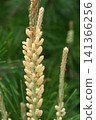 Pine flowers 141366256