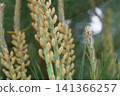 Pine flowers 141366257