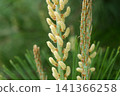 Pine flowers 141366258
