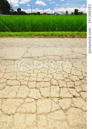 東京都郊區一條破舊的農場道路,以及雨季間歇期稻穗開始冒出的稻田景色。 東京都郊區一條破舊的農場道路,以及雨季間歇期稻穗開始冒出的稻田景色。 141366262