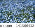 Blue nemophila flowers 141366432