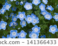 Blue nemophila flowers 141366433