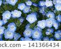 Blue nemophila flowers 141366434
