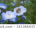 Blue nemophila flowers and bees 141366435