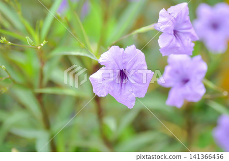 minnieroot ,Ruellia tuberosa L or popping pod or purple flower minnieroot ,Ruellia tuberosa L or popping pod or purple flower 141366456