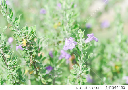 Leucophyllum frutescens ,SCROPHULARIACEAE or Ash bush or Purple sage or Sensia or Silverleaf or Texas ranger or White sage or purple flower Leucophyllum frutescens ,SCROPHULARIACEAE or Ash bush or Purple sage or Sensia or Silverleaf or Texas ranger or White sage or purple flower 141366460