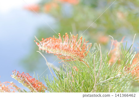 grevillea , Banksia occidentalis or Grevillea Scarlet Moon or Grevillea Superb or Grevillea Sylvia or orange flower grevillea , Banksia occidentalis or Grevillea Scarlet Moon or Grevillea Superb or Grevillea Sylvia or orange flower 141366462