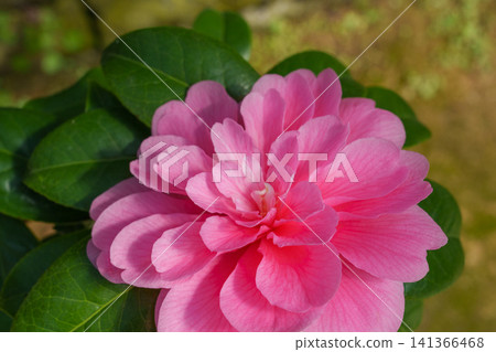 山茶花「絲路」-美麗的粉紅色重瓣品種(花材) 山茶花「絲路」-美麗的粉紅色重瓣品種(花材) 141366468
