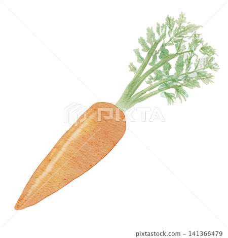 Watercolor illustration of a carrot Watercolor illustration of a carrot 141366479