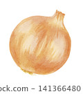 Watercolor illustration of an onion 141366480
