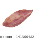Watercolor illustration of sweet potato 141366482