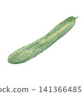 Watercolor illustration of a cucumber 141366485