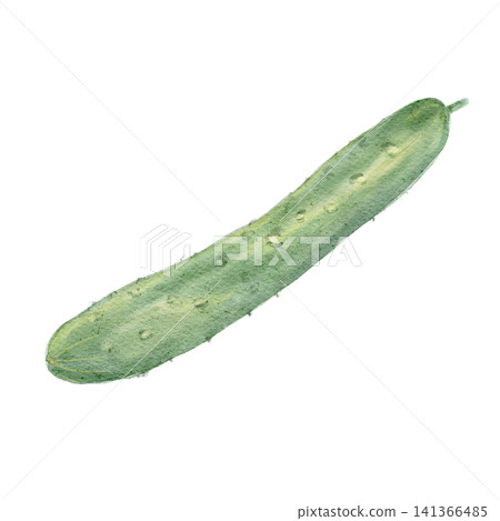 Watercolor illustration of a cucumber Watercolor illustration of a cucumber 141366485