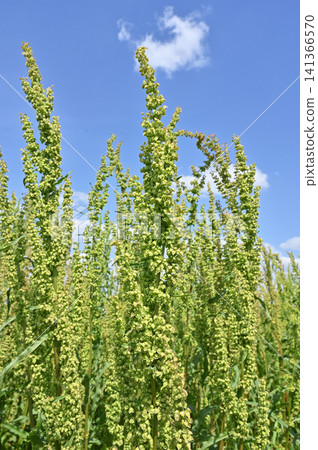 Plant: Family Tadaceaceae Plant: Family Tadaceaceae 141366570