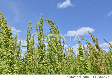 Plant: Family Tadaceaceae Plant: Family Tadaceaceae 141366573